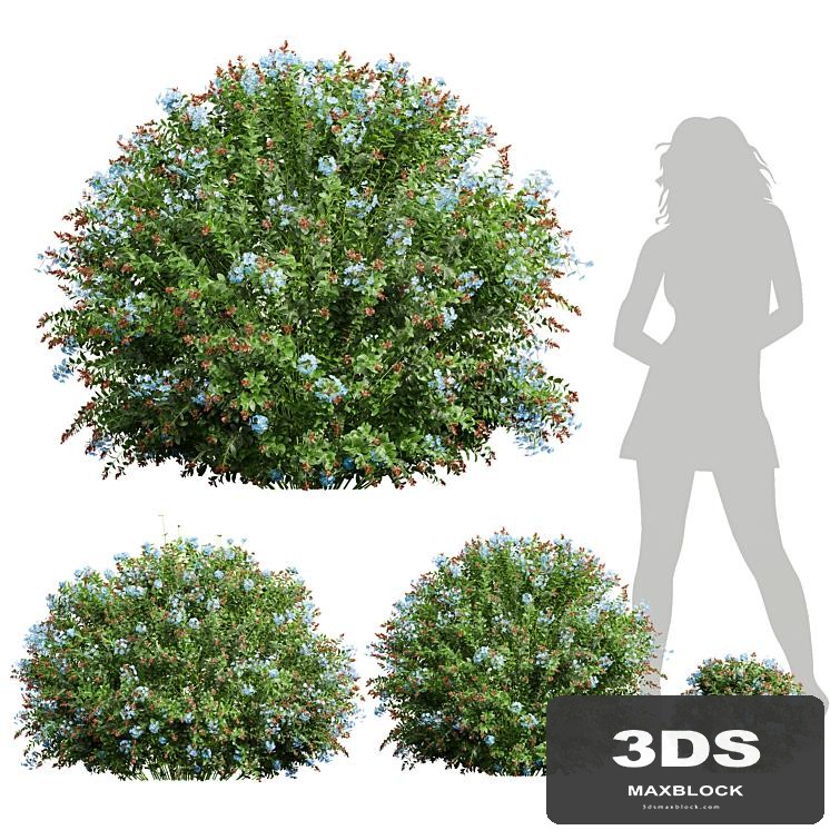 New Plant Ceratostigma Plumbaginoides Bleiwurz Bush