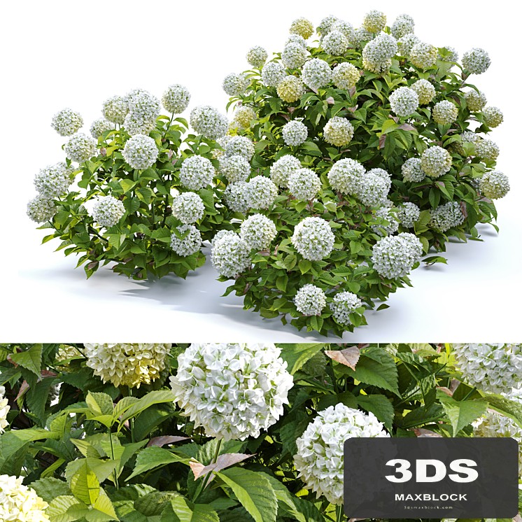 Hydrangea 02