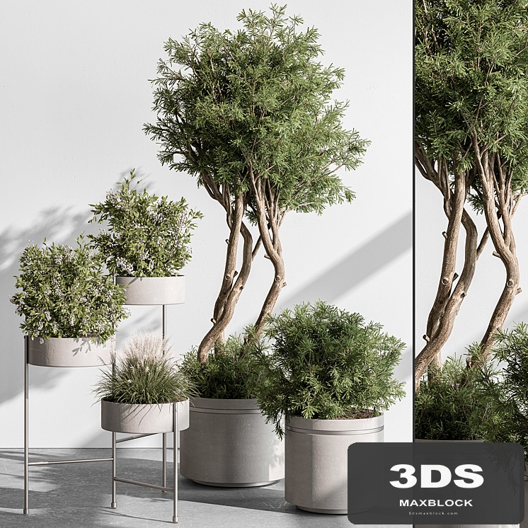 indoor Plant 433 - Tree and Bush