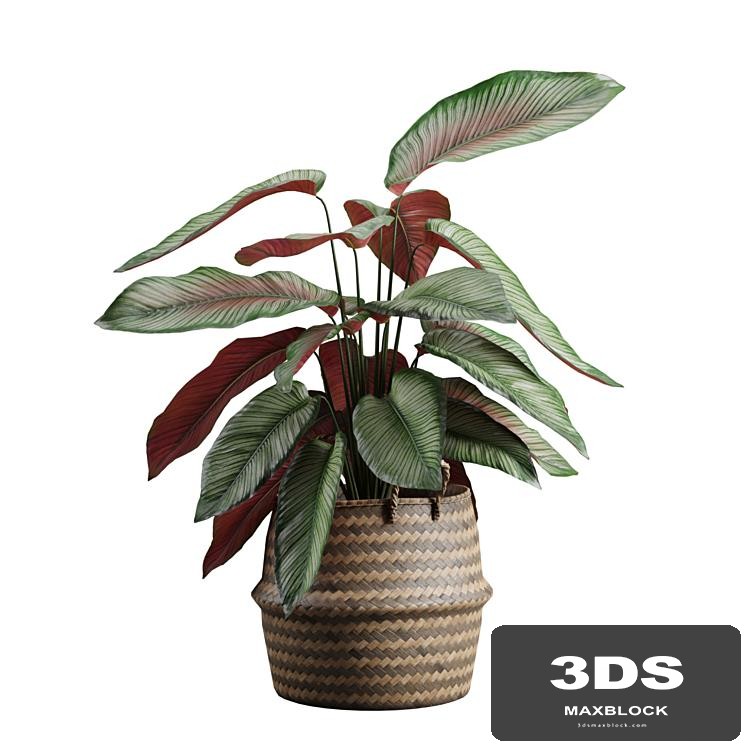 Calathea Ornata in Basket