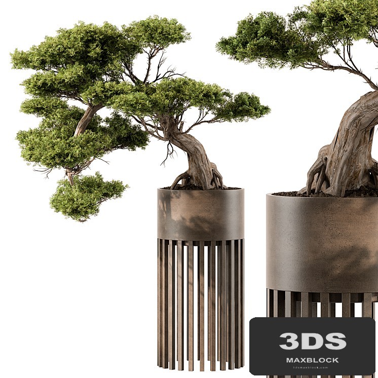 indoor Plant 455 - Bonsai Plant