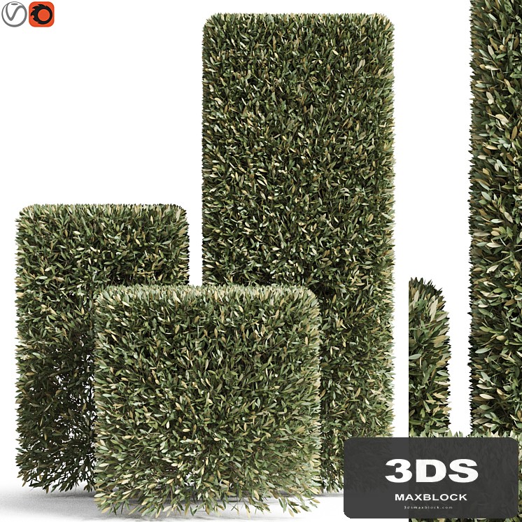 Plants collection 858