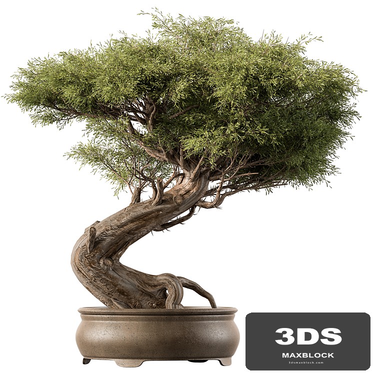 indoor Plant 452 - Bonsai Plant
