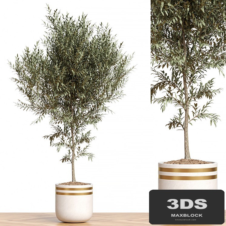 Plant Collection 82