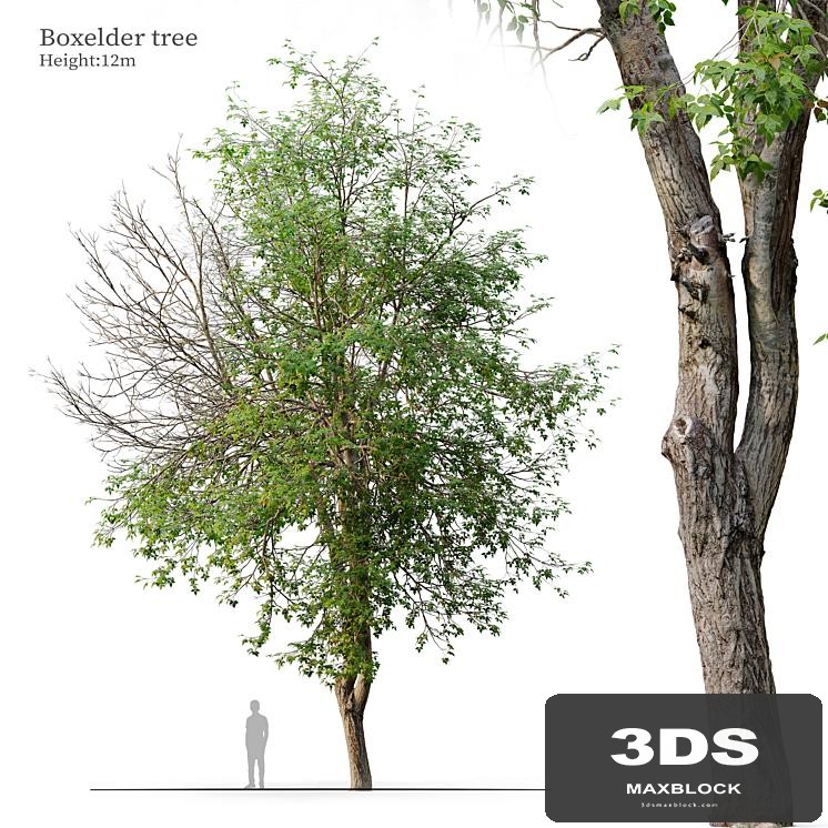 boxelder tree