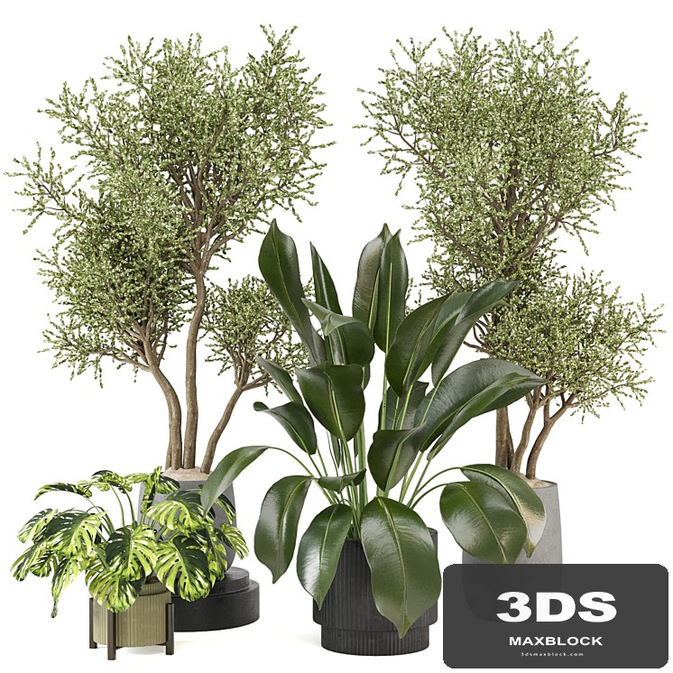 indoor Plants Collection - Set 646