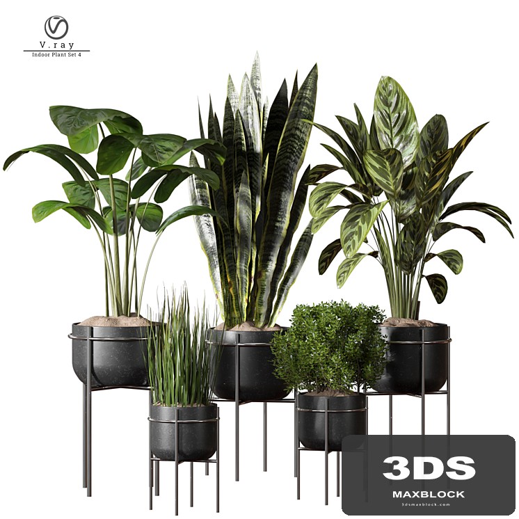 indoor Plant 4