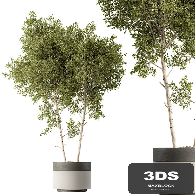 Outdoor Plants 472 - Tree in Pot