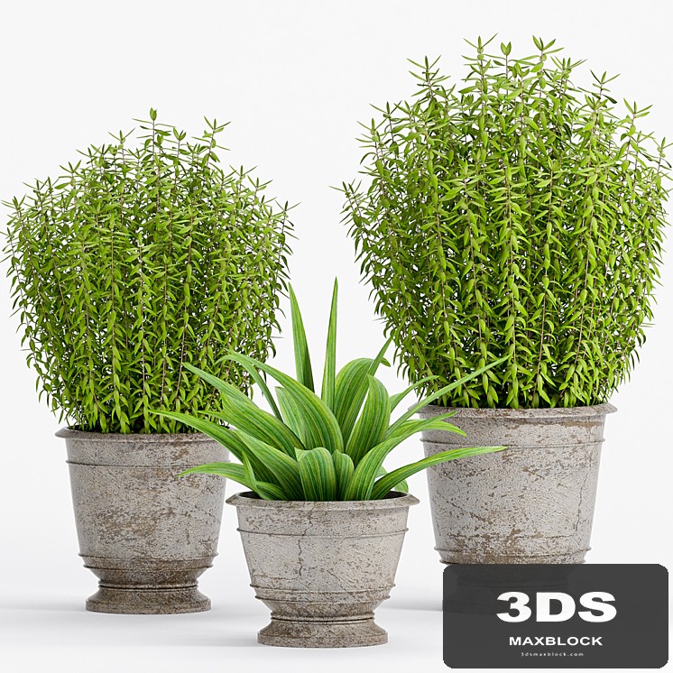 PLANT -18