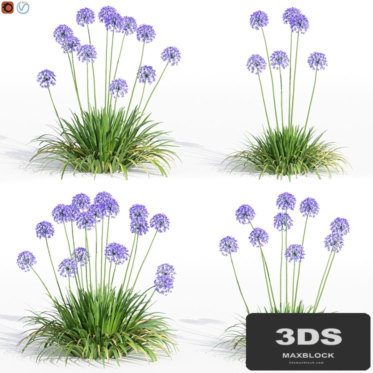 Agapanthus Collection for design