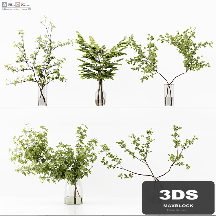 Collection Indoor Plants 037
