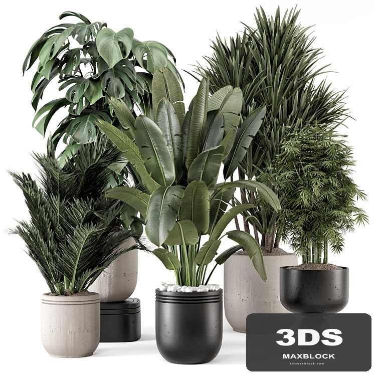 Indoor Plants in rusty Concrete Pot - Set 1331