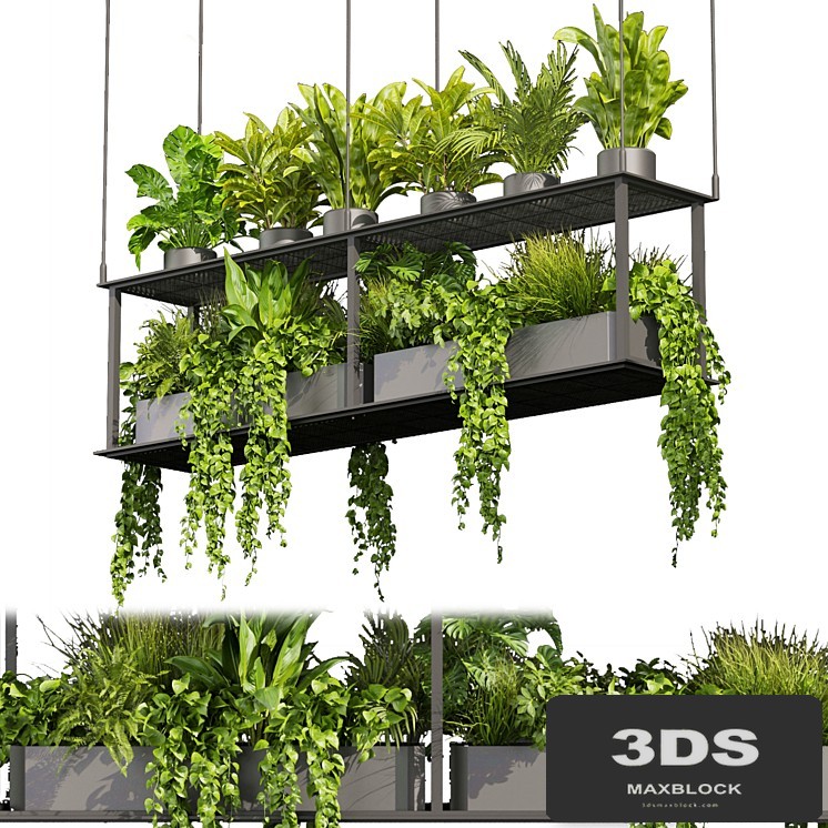 Collection plant vol 439 - hanging - ampelous - palm - - pothos