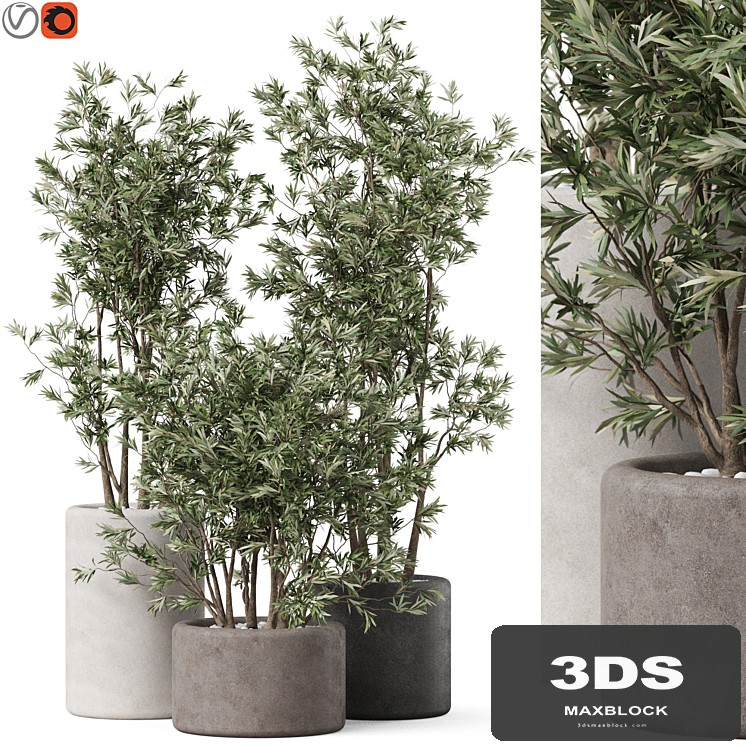 Plants collection 893