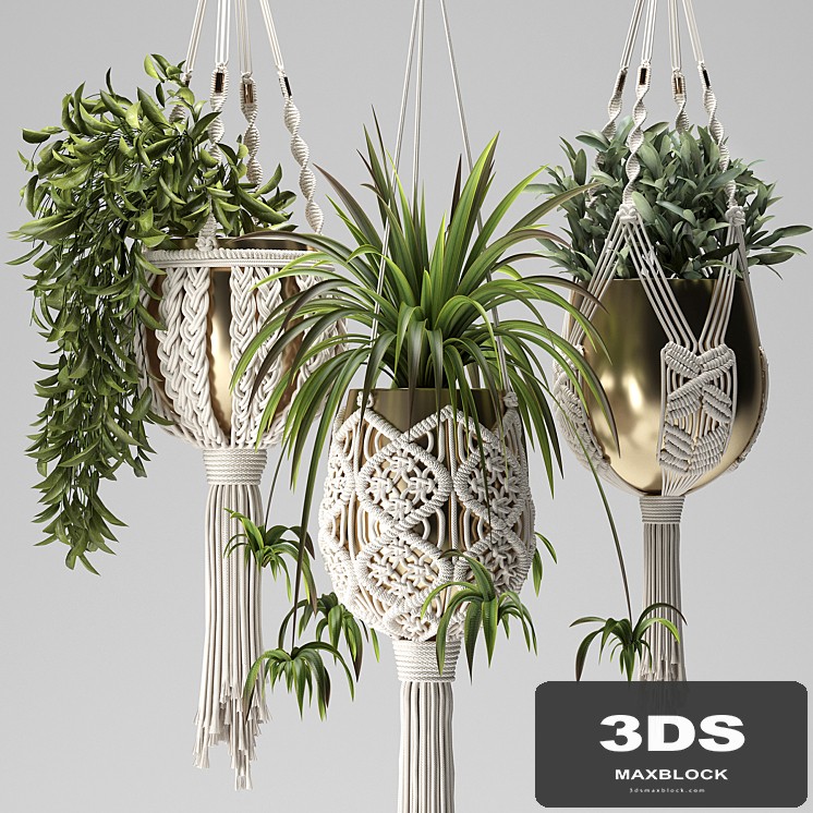 Macrame Plant Hangers