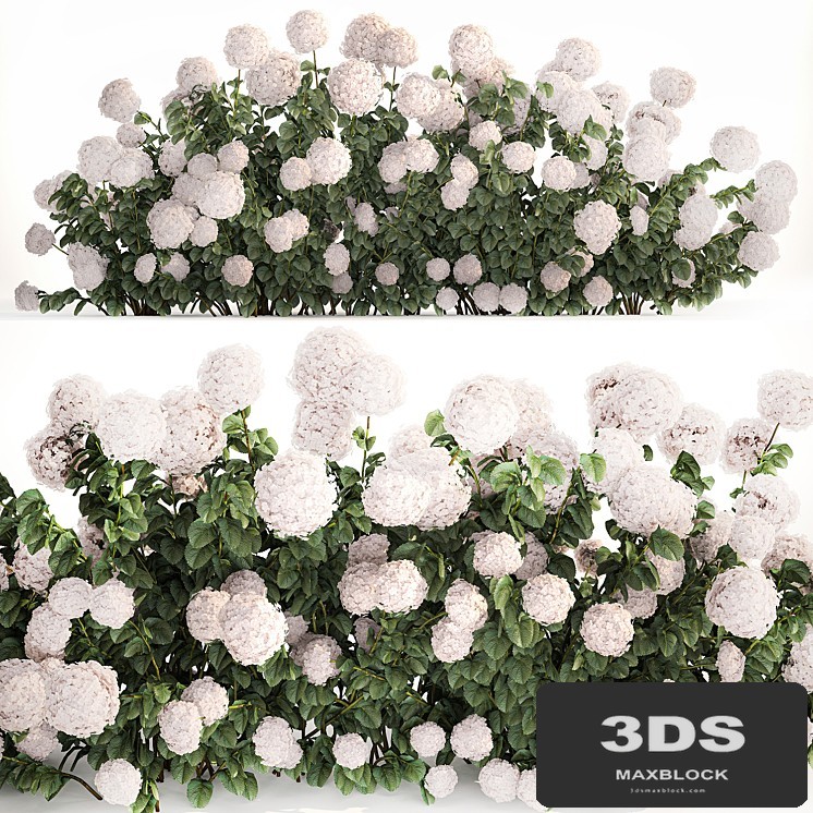 Beautiful bush white hydrangea with flowers for the garden, hedge. Plant set 1185