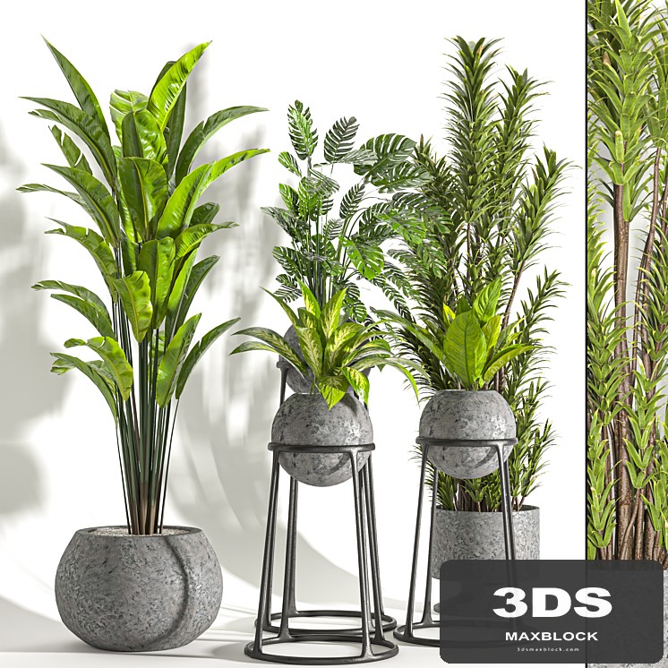 Collaction Indoor plant vol 31