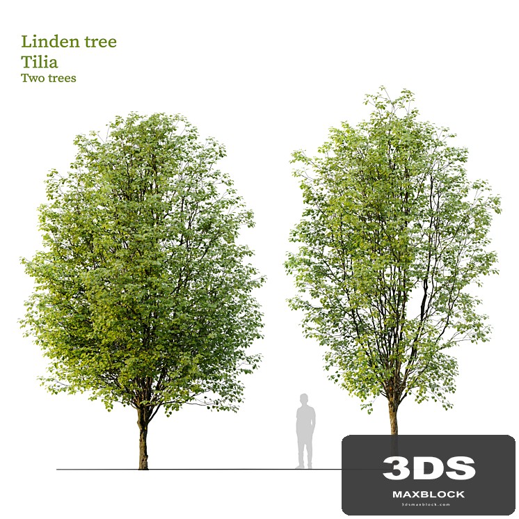 Linden tree_03