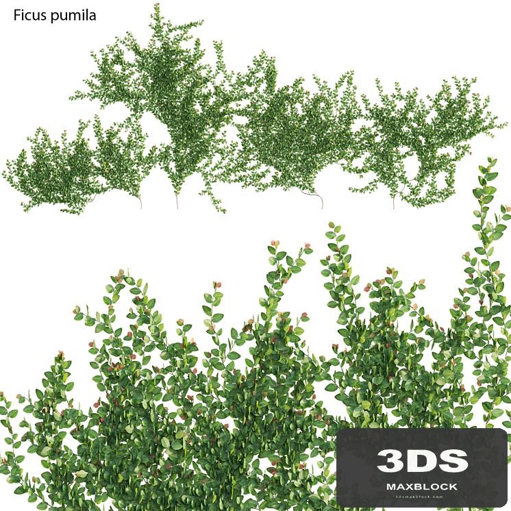 Ficus pumila – Creeping Fig – Climbing fig