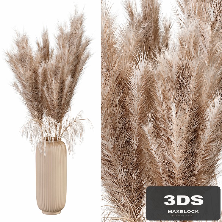 pampas dry flowers