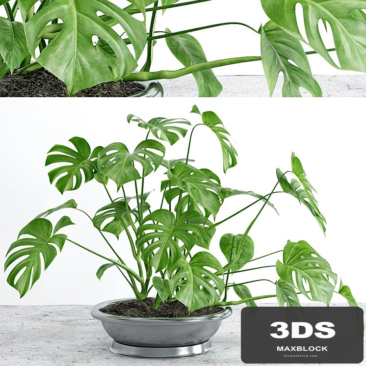 Monstera 2