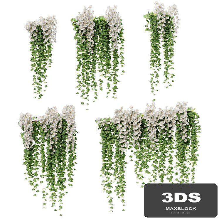 Hanging plants with white orchid flowers