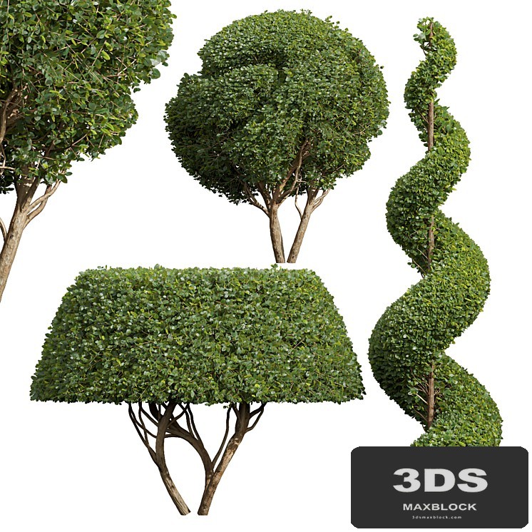 Ficus Concinna Bonsai Pruned-3 trees