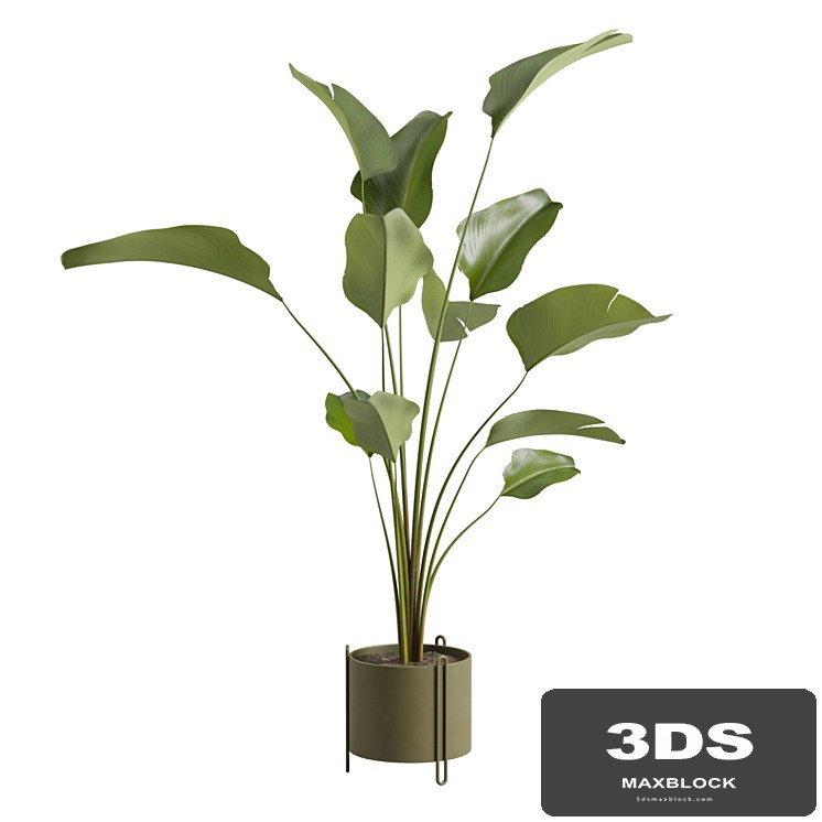 Potted Calathea Lutea