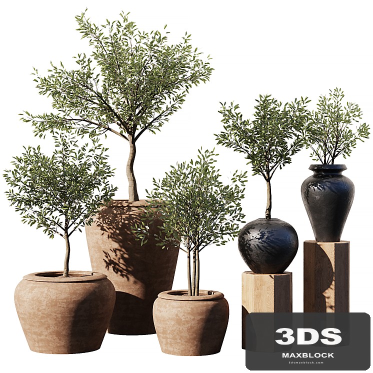Indoor Plant Set V11 - Olive Old Pot