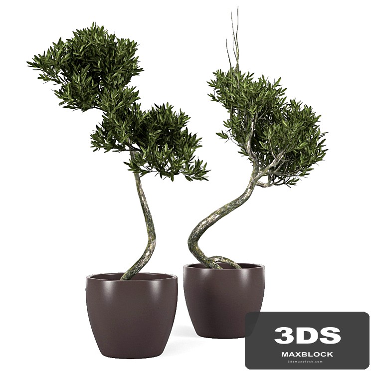 Olive Tree 2