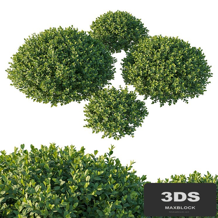 Boxwood 05