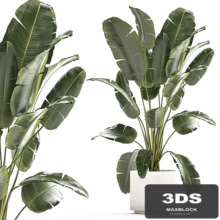 A beautiful interior plant in a modern flowerpot and a pot of banana palm, ravenala and strelitzia. 1242