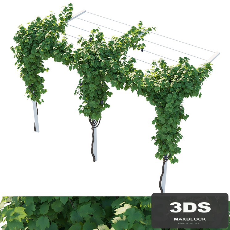 Vines grapes