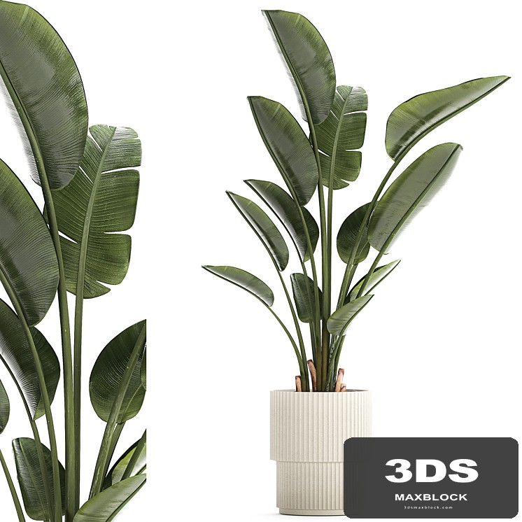 Beautiful exotic plant in a flower pot for interior decor Strelitzia, Ravenala. 1252