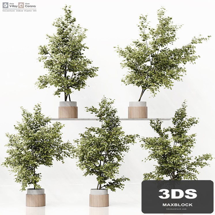 Collection Indoor Plants 045