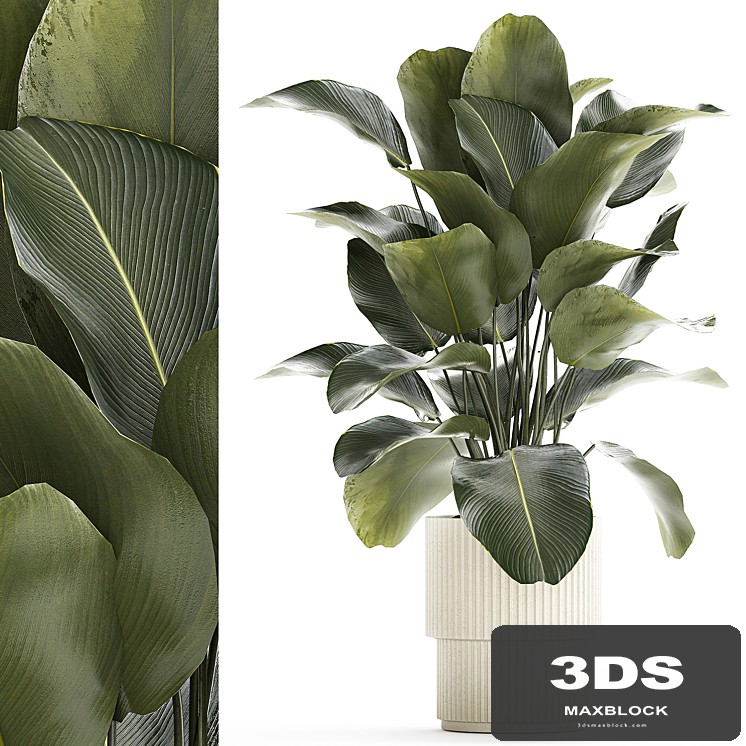 Beautiful exotic plant in a white flower pot Calathea lutea, Strelitzia bush. 1263