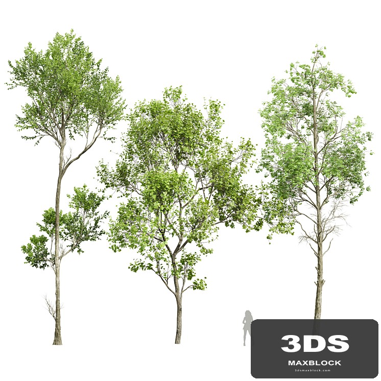 spring trees 2