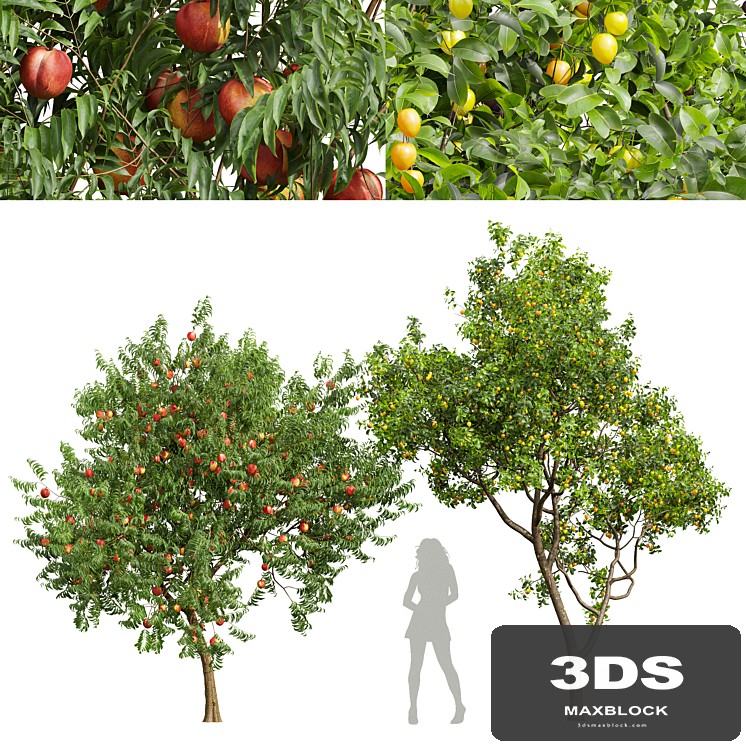 fruit tree-Prunus Salicina Plum Pflaume and Amygdalus Persica Peach