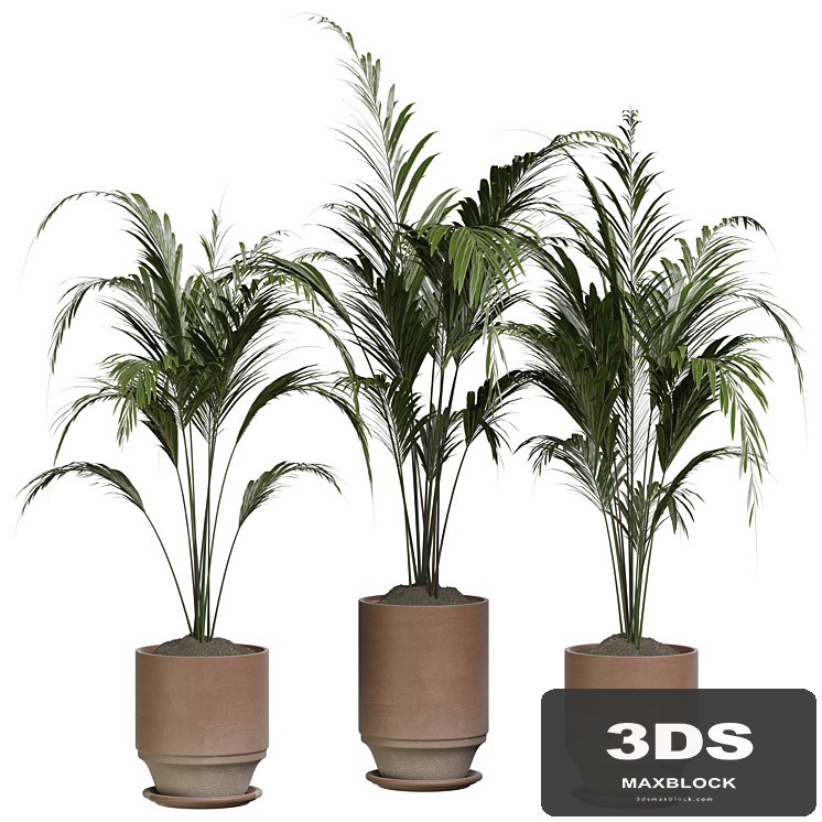 indoor Plant 286