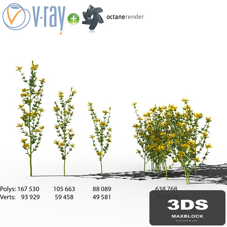 Wildflowers: Hypericum (St. John's wort)
