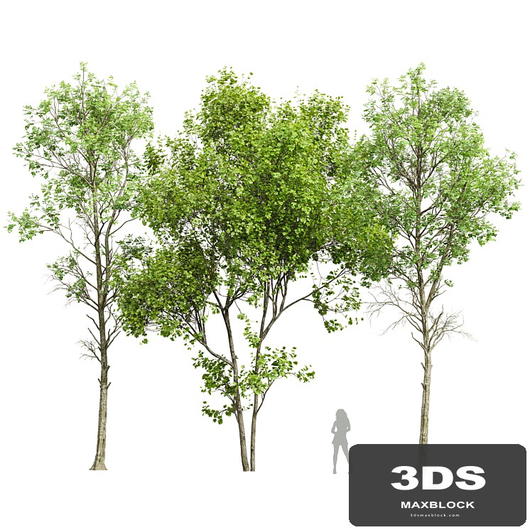 Fagus Sylvatica and Saccharinum-spring trees