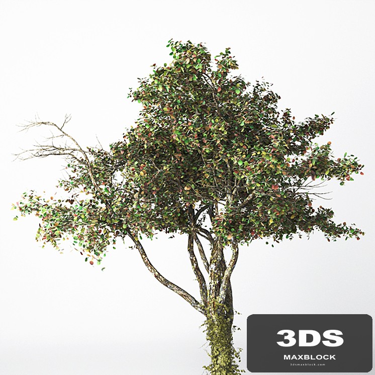 Tree 21