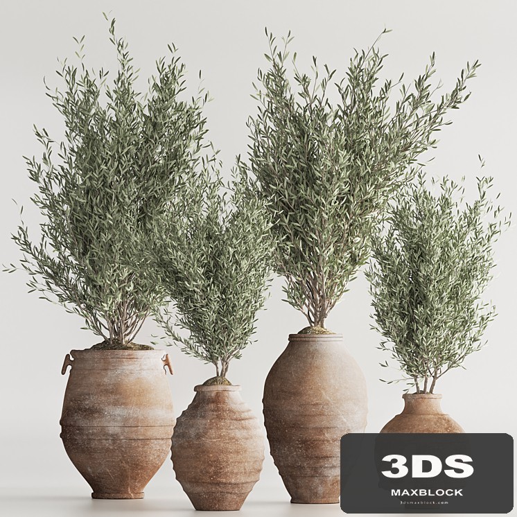 Olive Tree In Antique Pottery And Indoor Plant Set 86(Vray)
