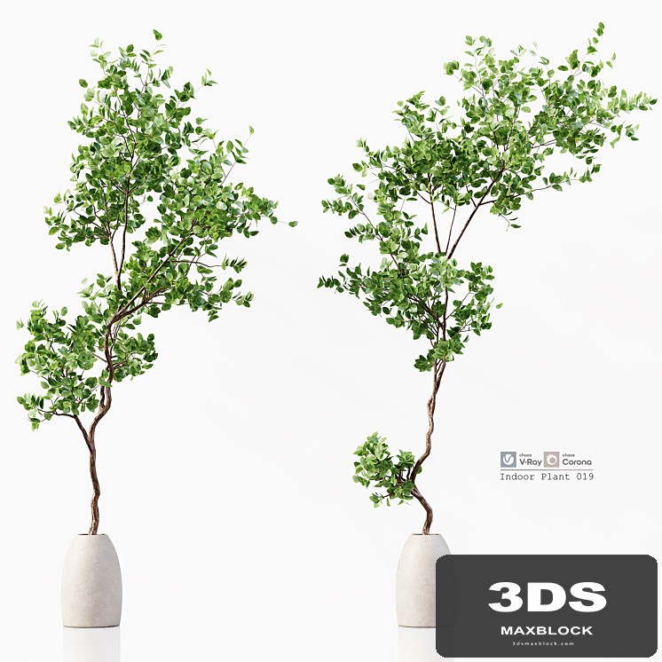 Indoor Plant 019