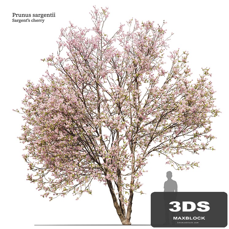 Prunus sargentii
