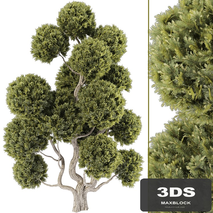 Topiary Ball Tree 144