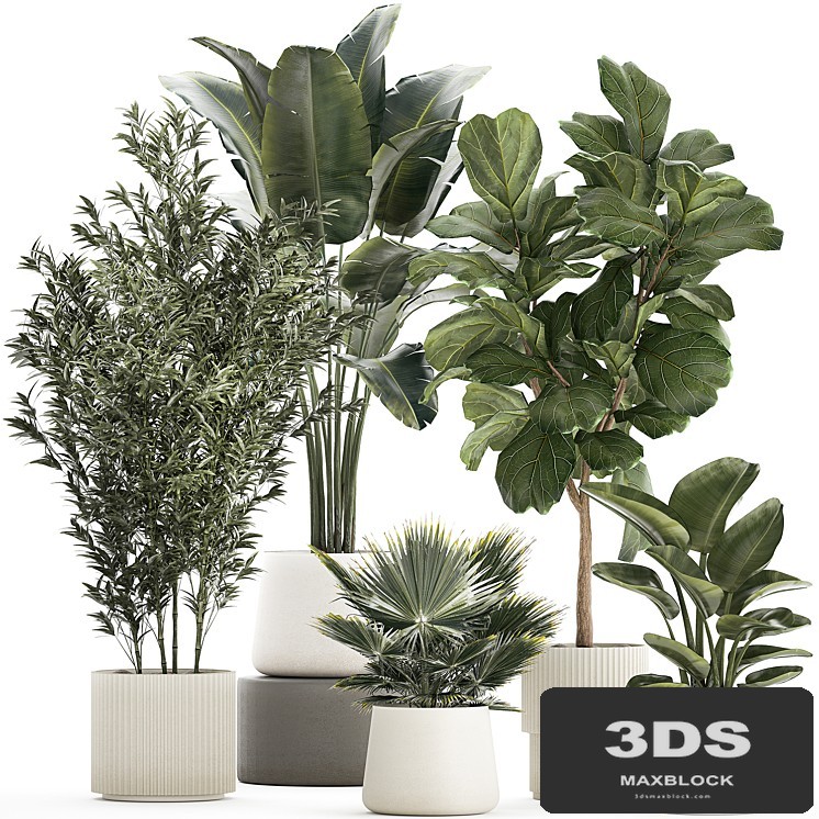 Banana palm and Ficus lyrata in a pot with bamboo bush. Plant collection 1299