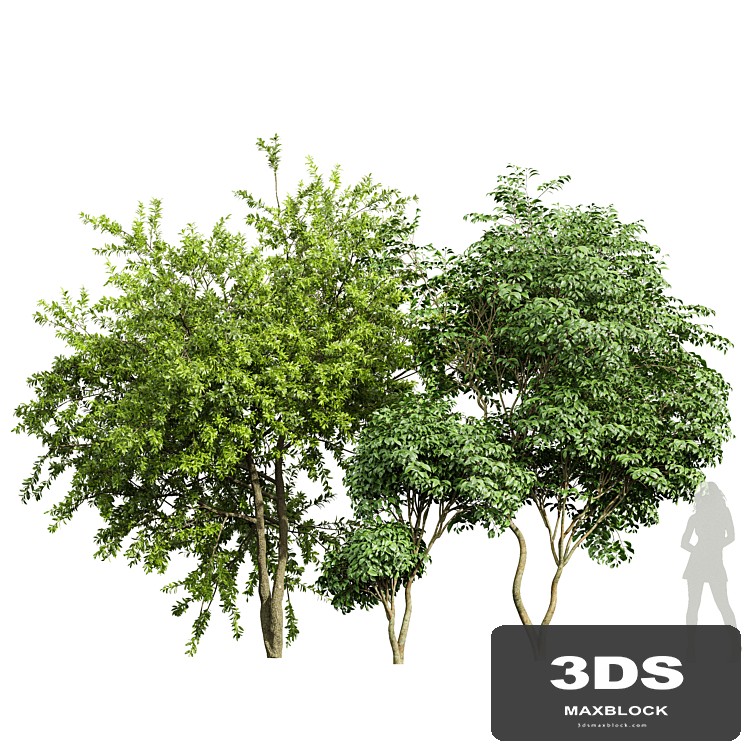 Japanese Cherry Leaf and Water gum-3 trees