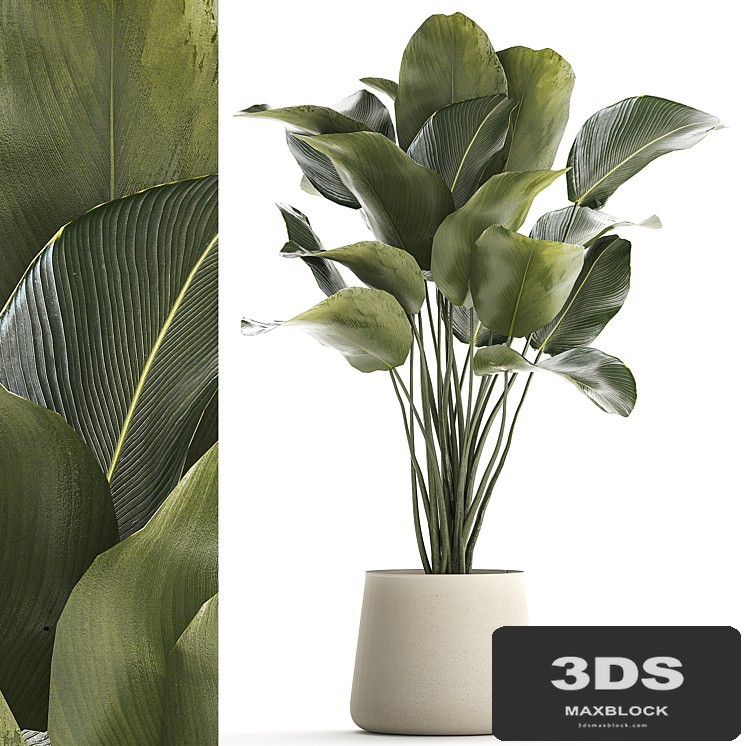 Beautiful exotic bush plant Calathea lutea in a pot. 1300
