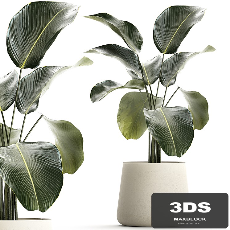 Exotic bush Calathea lutea in a pot, Strelitzia. Plants 1310